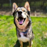 Humane Society for Southwest Washington